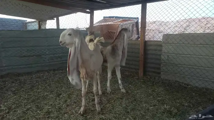 للبيع جفرتين وتيس جصم 4