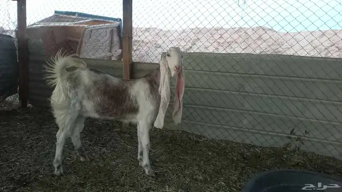 للبيع جفرتين وتيس جصم 1