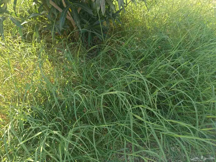 زراعة العشب الطبيعي داخل المدينه المنوره 6