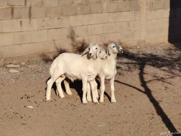 بهم حري العدد 3 خرفان عمارهن 3 شهر 0