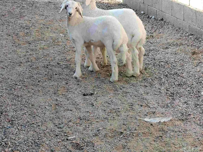 بهم حري العدد 3 خرفان عمارهن 3 شهر 3