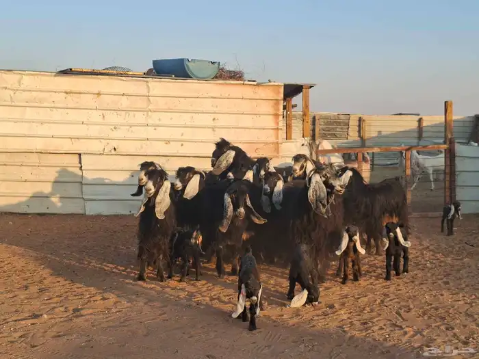 عوارض 20 تحتها 10 2