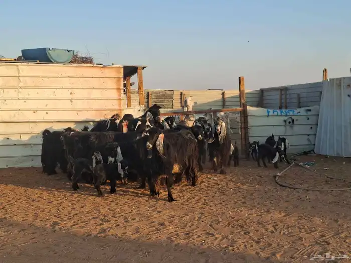 عوارض 20 تحتها 10 1