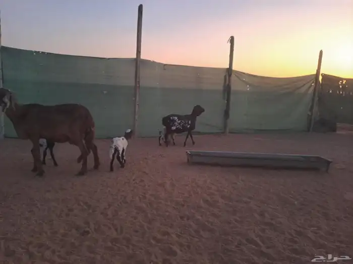 للبيع رغايث 2