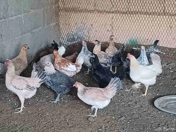 دجاج بلدي بيض و صوص فيومي عمر شهرين 1