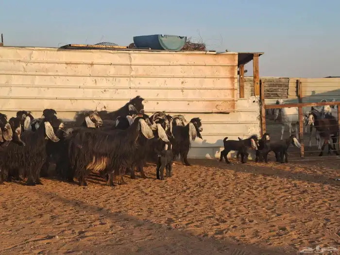 عوارض 20 تحتها 10 7