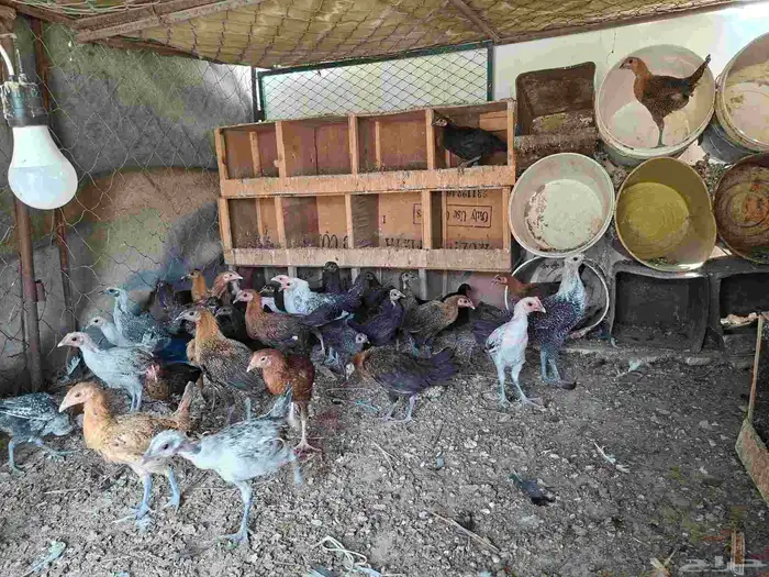 فراريج للبيع عمر من 3 شهور الى 3 شهور ونص 0