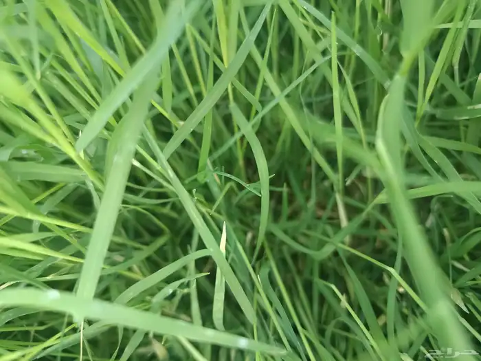 زراعة العشب الطبيعي داخل المدينه المنوره 2