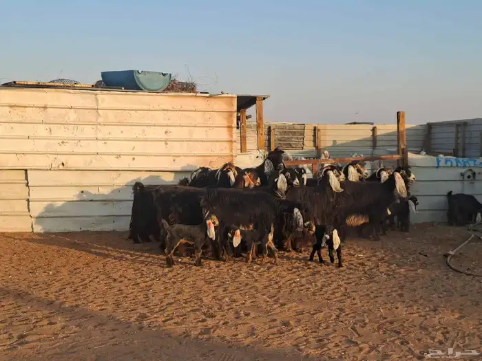 عوارض 20 تحتها 10 5