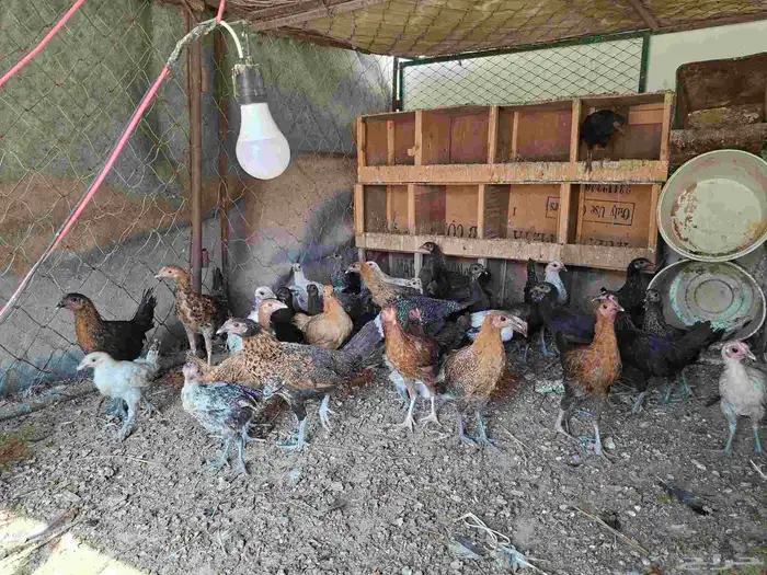 فراريج للبيع عمر من 3 شهور الى 3 شهور ونص 1