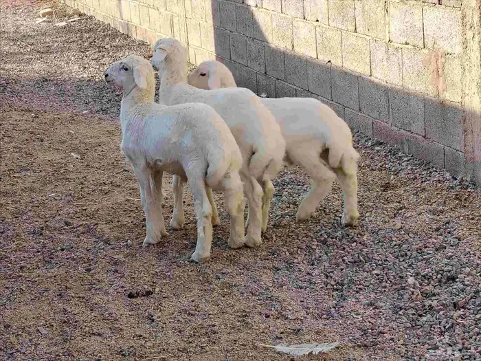 بهم حري العدد 3 خرفان عمارهن 3 شهر 2