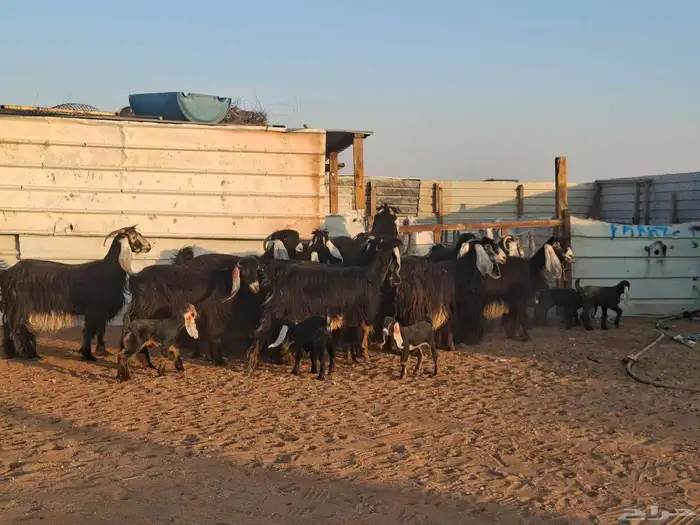 عوارض 20 تحتها 10 3