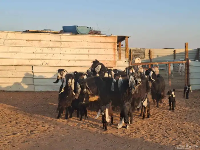 عوارض 20 تحتها 10 0