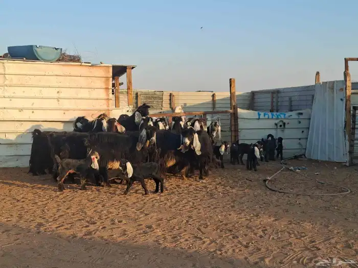 عوارض 20 تحتها 10 4