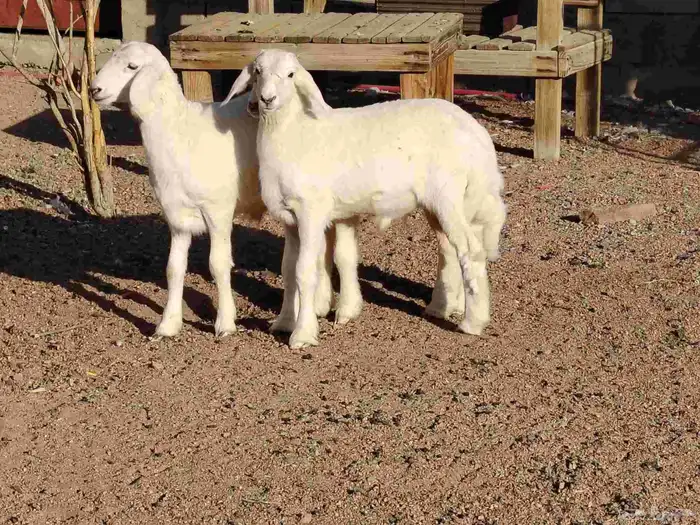 بهم حري العدد 3 خرفان عمارهن 3 شهر 1