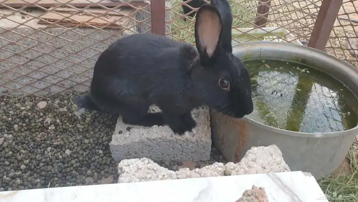 ارانب بلدية 2