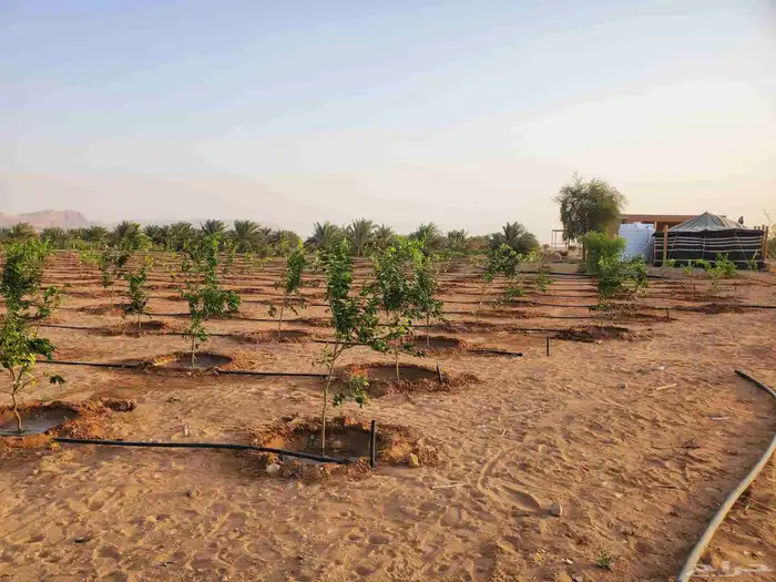 موسم الحمضيات بد با جميع انواع ومقستاها مع التوصيل وزرعه 9