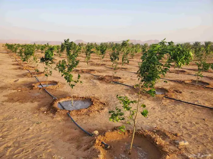 موسم الحمضيات بد با جميع انواع ومقستاها مع التوصيل وزرعه 6