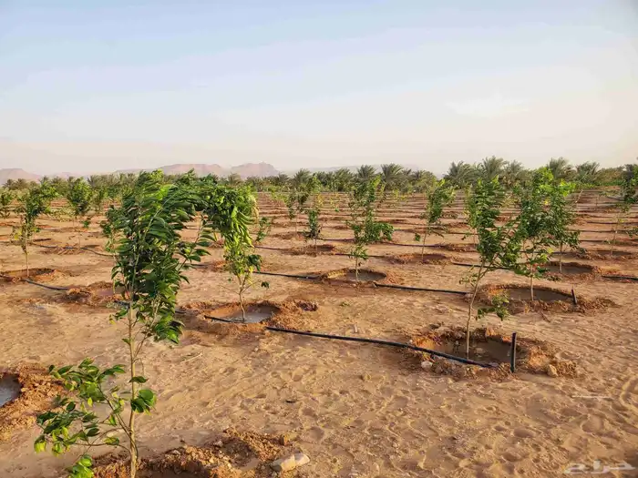 موسم الحمضيات بد با جميع انواع ومقستاها مع التوصيل وزرعه 7