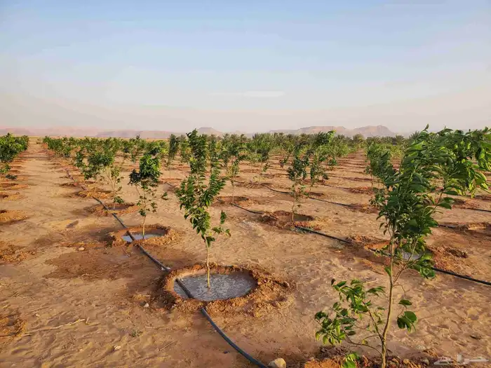 موسم الحمضيات بد با جميع انواع ومقستاها مع التوصيل وزرعه 8