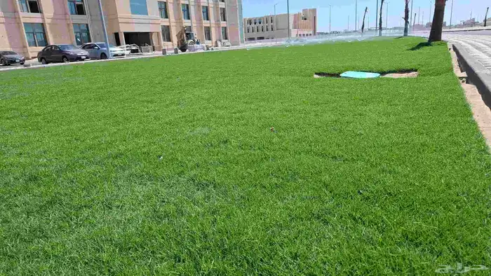 توريد وزرعه ثيل طبعيي ونخيل بجميع انواعها 4