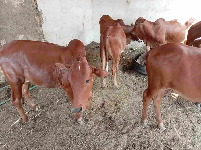 حسلان للبيع 13