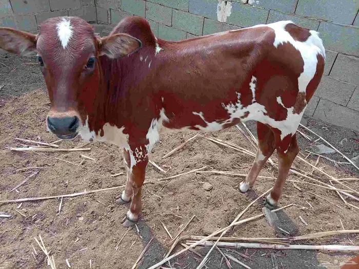 حسلان للبيع 2