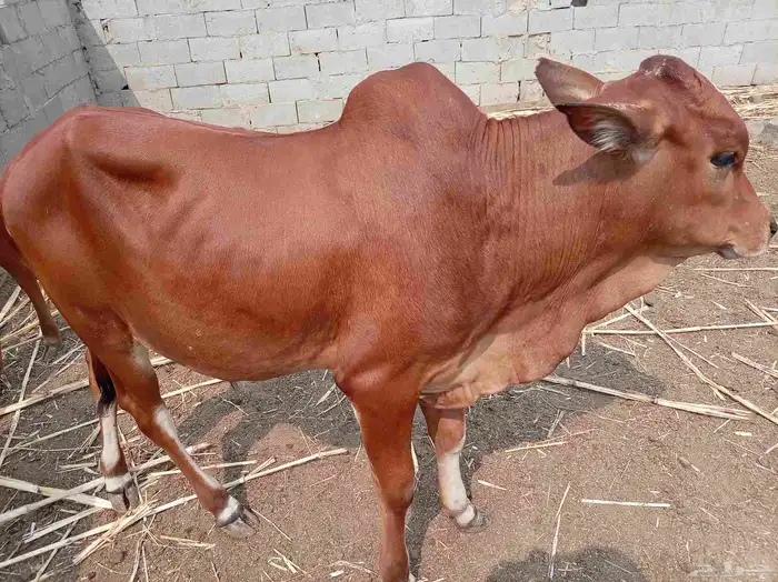 حسلان للبيع 1