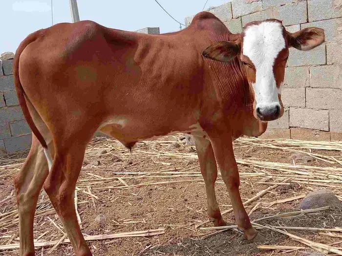 حسلان للبيع 12