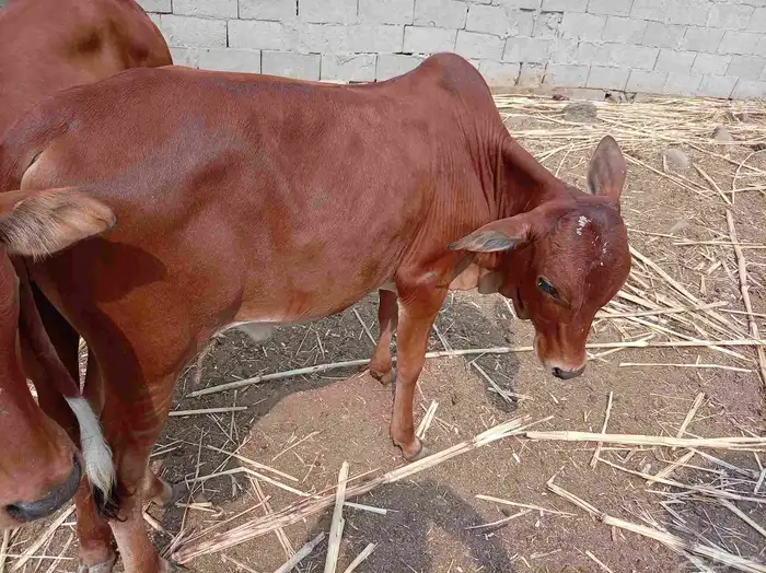 حسلان للبيع 0