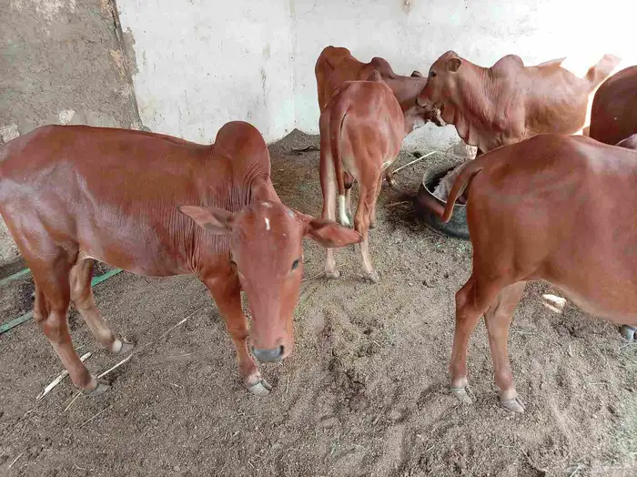 حسلان للبيع 8