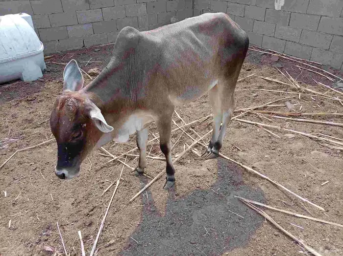 حسلان للبيع 4