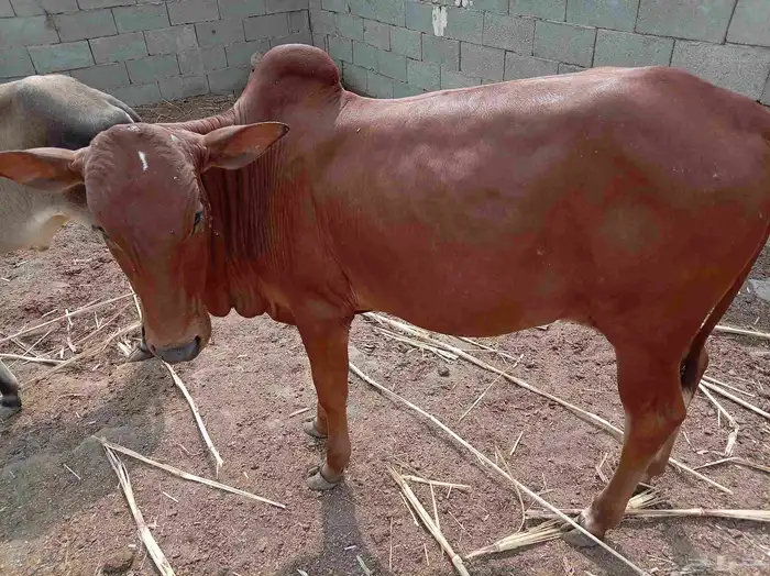 حسلان للبيع 5