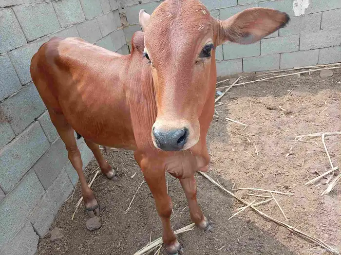 حسلان للبيع 3