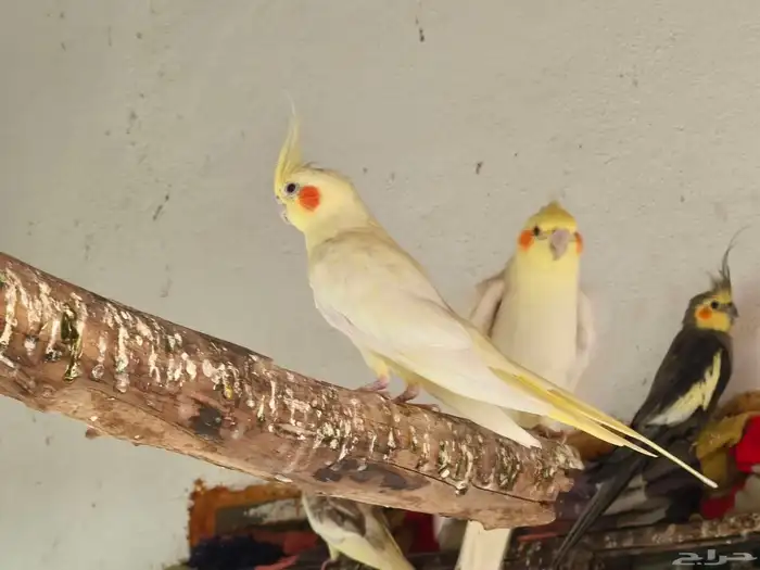 عرض تصفية و فرصة للمربي 6