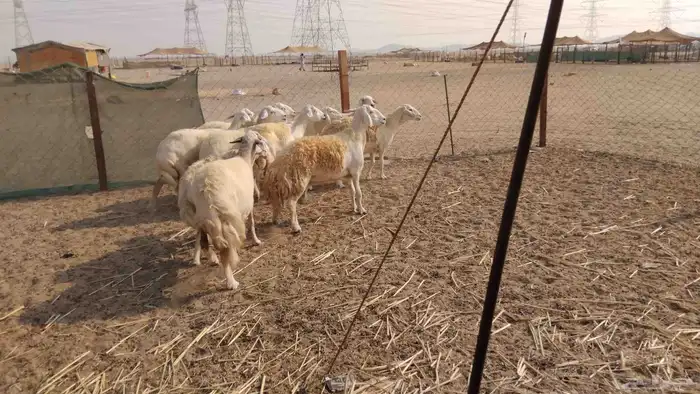 غنم حريات دفيع العدد 10 2