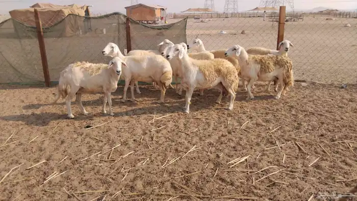 غنم حريات دفيع العدد 10 0