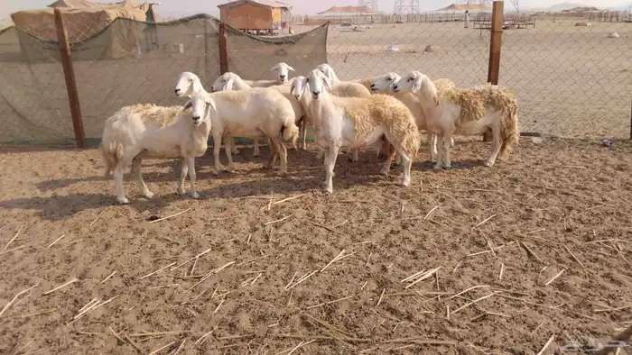 غنم حريات دفيع العدد 10 1