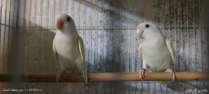 جوز روز إينو 0