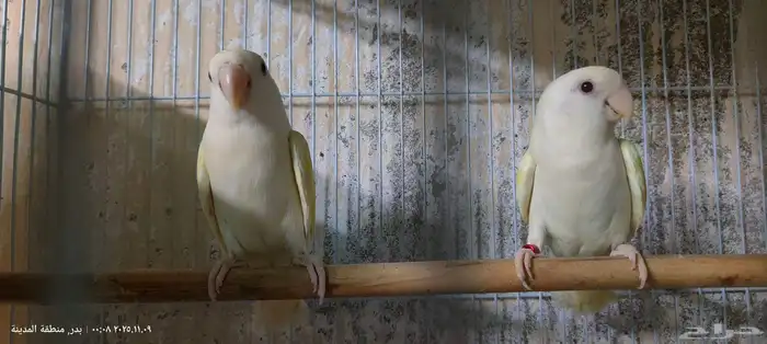 جوز روز إينو 1