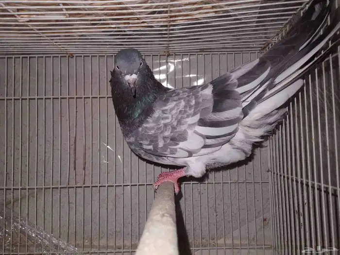 حمام ذكر للبيع 0