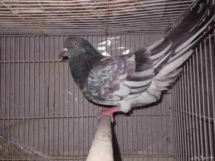 حمام ذكر للبيع 1