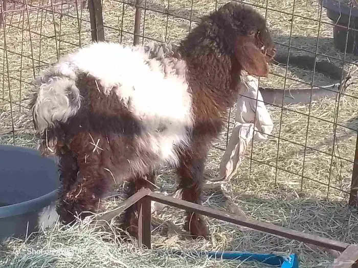 البيع رخل نعيميه 0