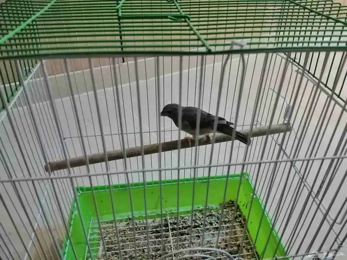 عصفور حسون 1