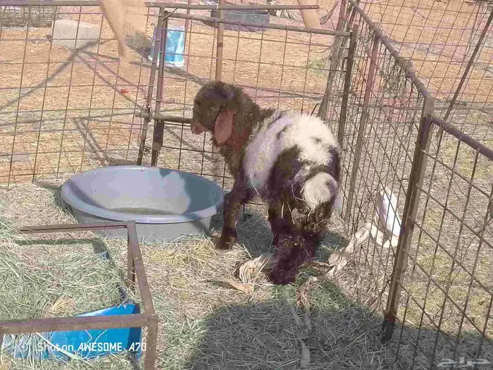 البيع رخل نعيميه 1