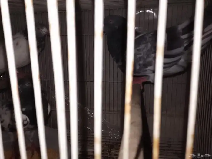 حمام ذكر للبيع 2