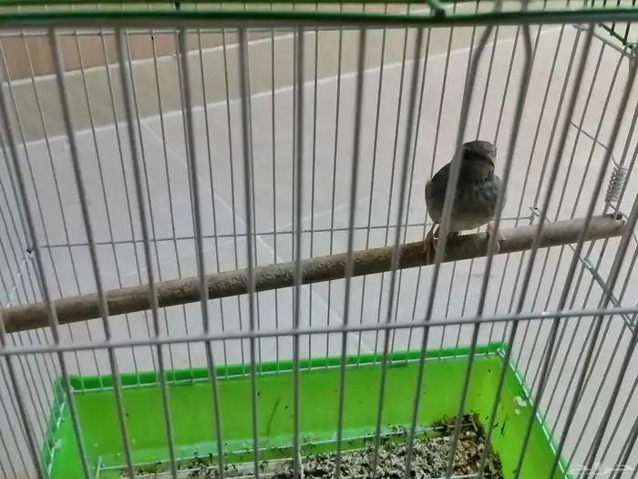 عصفور حسون 0