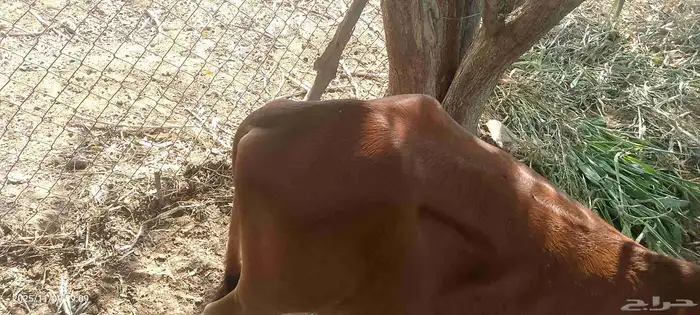 عجل لبيع لباني شرط يرضع 5