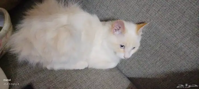 قط التبني ذكر يحب يلعب 0