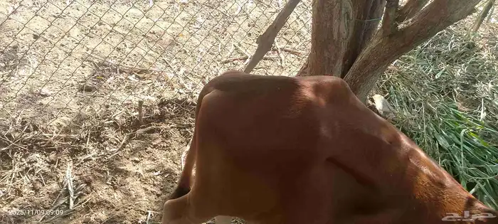 عجل لبيع لباني شرط يرضع 6